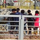 섬강초등학교 이미지