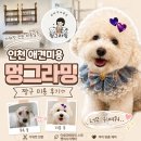 짱구애견 | 인천 애견미용 멍그라밍에서 짱구 미용하고 온 후기 대만족!!