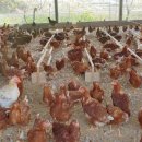 백운농장(1) 이미지