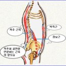 견갑대와 골반대 이미지