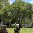 파인독(pine dog) | [ 브리즈번 ] Lone Pine Koala Sanctuary / 호주 브리즈번 여행 / 코알라🐨