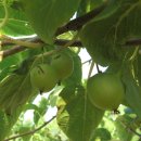 개량농장 이미지