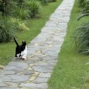 운전교차로목장 이미지