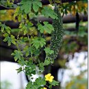 산야초영농조합 이미지