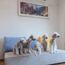 리니스하우스