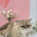 3862 | 대전 고양이 미용 스파 목욕 ~ 페르시안캣