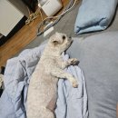 펫플렉스 - 의정부시 평화로 359 | 🐶노령견 관절 관리 시작! 보미를 위한 체험단 인투펫 꼬모플렉스 후기💛