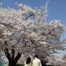 [벚꽃] 2026 인천 SK석유화학단지 벚꽃동산 다녀온 후기
