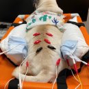 상동물병원 이미지