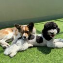 데일리 댕댕 이미지