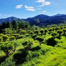 평안목장 이미지