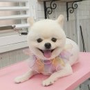 멍멍아 미용하개 이미지