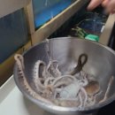 낙지마을 해물구이