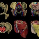 고관절과 골반 임상운동 해부학(근육) 이미지
