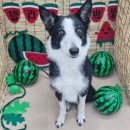 젤리펫살롱 with 아로마 | 배곧애견미용 &#34; 젤리펫살롱 &#34; 배곧애견 아로마 목욕 스파 리얼리뷰 !