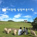 대관령 야외공연장 | 대관령 삼양 양떼목장 8월 강원도여행 아기랑 #라면#유모차