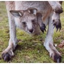 그루밍포유 이미지