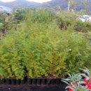 영림목장 이미지