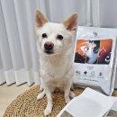 둥이 가축인공수정소 | 강아지 사료 알레르기와 췌장, 눈물에 좋은 5FREE 펜피르 사료