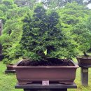 느릅나무민박 | 수 백년의 신비로움을 간직한 제주도 한림공원 : 제주도 필수여행코스!