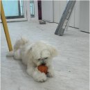 꼬순이네 반려견 미용실 네이버블로그