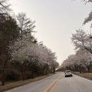포레스트힐C.C | 포레스트힐 야간 라운드 후기 포천 야간 골프 후기