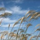 오늘처럼 갈바람이 부는 날엔 이미지