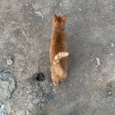 6-180 TS | 남양주 [묘적사 템플스테이 휴식형] 후기ㅣ고양이 귀여워..!!!🐈 서울 근교 템플스테이 추천!ㅣ라비우와...