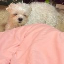 그릿비 일광점 이미지