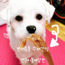 킁카킁카 | 반려동물 수제간식 견문이불여일견 방부제 없는 강아지 간식 급여후기 🐶