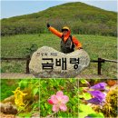 곰배령 꽃길 | 강원도 곰배령 야생화 트레킹/여행자클럽 패키지여행 후기