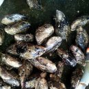 금진초등학교 이미지