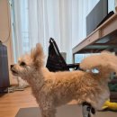 은해보조기 | 은해반려동물보조기 착용 후기｜강아지 맞춤 보조기 착용 과정 &amp; 일상 적응 기록