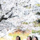 오다, 꽃 네이버블로그