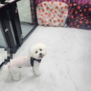 마론애견 이미지