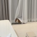 인천 류씨네 커튼 시공 설치 후기 / 내 돈 내산 / 인테리어의 마지막은 커튼