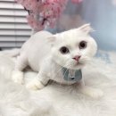 라라캣 | 서울 고양이미용은 강남무마취미용 라라캣 후기