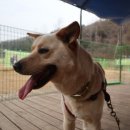 진도애견훈련소 이미지