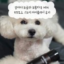 스노이 | 강아지 눈곱과 눈물자국 제거 리꼬르소 스노이 아이클리너 솔직 후기