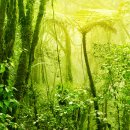 헤이미쉬 이미지