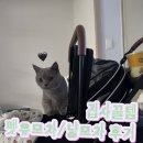펫유모차 추천 | 고양이 냥모차 내돈내산 솔직 후기 •• 이거 웨 안사요,,?