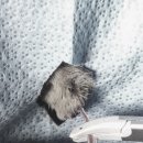 블루동물종합병원 이미지