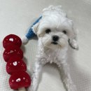 주식회사 시루정보 | 강아지 장난감 인형 추천 멍후루