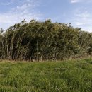 동광리-14 이미지