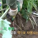 조선농산 이미지