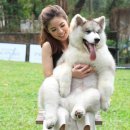 애견백과 - 알라스칸 말라뮤트 (Alaskan Malamute, 알래스칸 맬러뮤트) 이미지