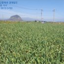 상모리-17 이미지