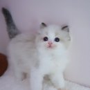 양주고양이분양 모나미네코 옥정신도시점 이미지