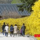 개나리길 이미지