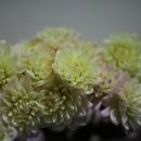 꽃꽂이 교실2 이미지